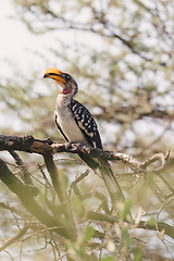 Image showing northern red-billed hornbill Ethiopia wildlife