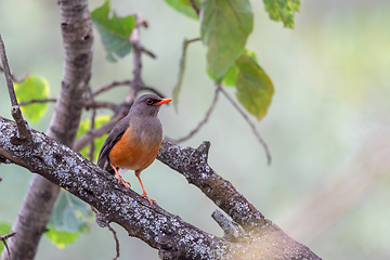 Image showing bird Abyssinian thrush, Ethiopia, Africa wildlife