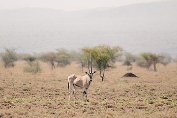 Image showing East African oryx, Awash Ethiopia wildlife