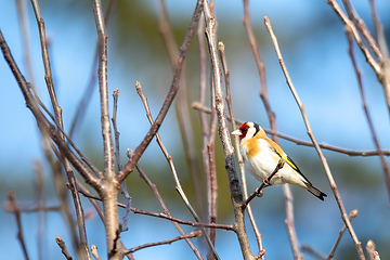 Image showing small European goldfinch in bird feeder