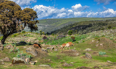 Image showing beautiful landscape of Bale Mountain, Ethiopia