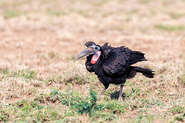 Image showing bird Abyssinian ground hornbill Ethiopia wildlife