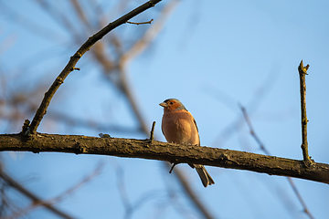 Image showing small beautiful bird, common chaffinch