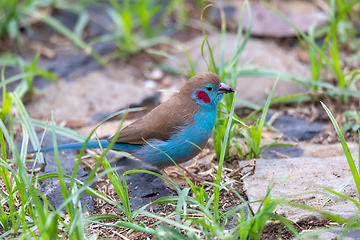 Image showing bird red-cheeked cordon-bleu, Gondar, Ethiopia Africa wildlife