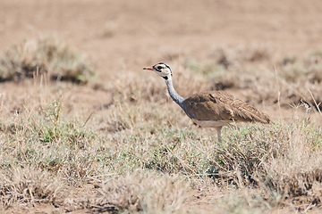 Image showing african bird white-bellied bustard, Ethiopia