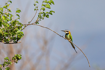 Image showing bird White-throated Bee-eater Ethiopia wildlife