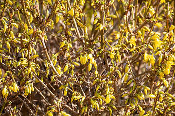 Image showing Yellow blossoms of forsythia