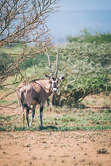 Image showing East African oryx, Awash Ethiopia wildlife