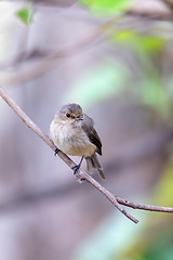 Image showing African dusky flycatcher, Ethiopia Africa wildlife