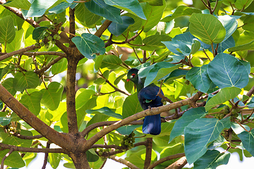 Image showing bird white-cheeked turaco, Ethiopia Africa wildlife