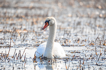 Image showing Wild bird mute swan in spring on pond