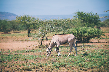 Image showing East African oryx, Awash Ethiopia wildlife