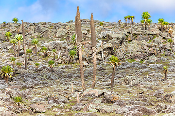 Image showing giant Lobelia plant in Bale Mountain, Ethiopia