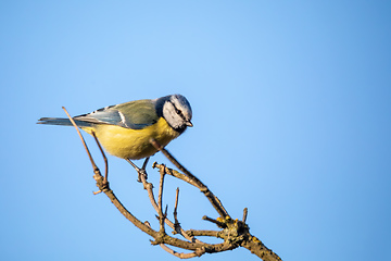 Image showing Eurasian blue tit in the nature