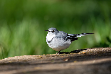 Image showing bird mountain wagtail Ethiopia Africa wildlife