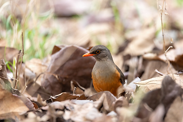 Image showing bird Abyssinian thrush, Ethiopia, Africa wildlife