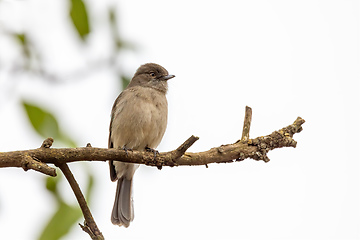 Image showing bird Abyssinian slaty flycatcher, Ethiopia, wildlife