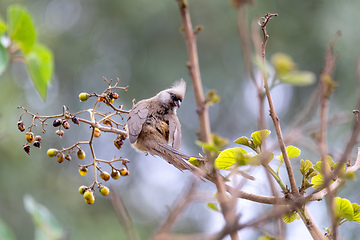 Image showing Speckled mousebird, Ethiopia wildlife