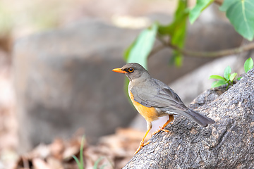 Image showing bird Abyssinian thrush, Ethiopia, Africa wildlife