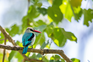 Image showing Woodland kingfisher Ethiopia, Africa wildlife