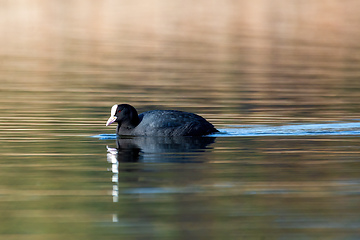 Image showing Bird Eurasian coot Fulica atra