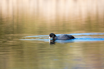 Image showing Bird Eurasian coot Fulica atra