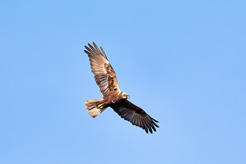 Image showing Birds of prey - Marsh Harrier, Europe Wildlife