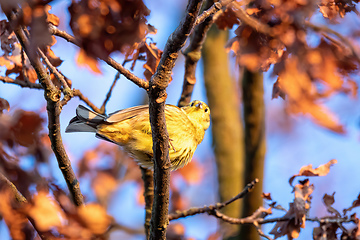 Image showing bird yellowhammer, Europe wildlife