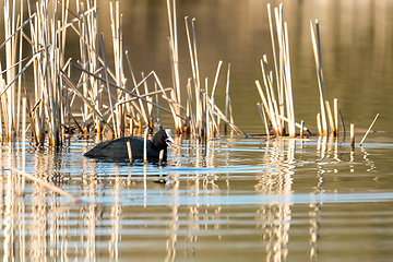 Image showing Bird Eurasian coot Fulica atra