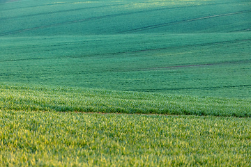 Image showing Beautiful green spring rural landscape