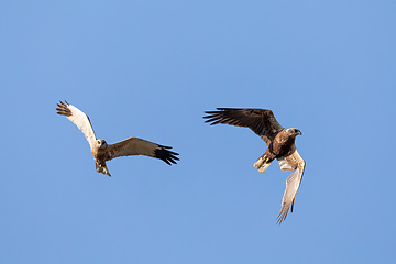 Image showing Birds of prey - Marsh Harrier, Europe Wildlife