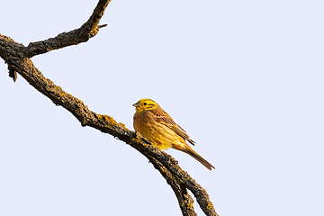 Image showing bird yellowhammer, Europe wildlife