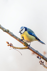 Image showing Eurasian blue tit in the nature