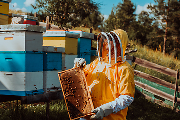 Image showing Beekeeper checking honey on the beehive frame in the field. Small business owner on apiary. Natural healthy food produceris working with bees and beehives on the apiary.