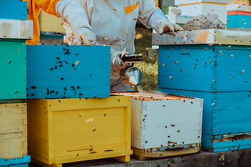 Image showing Beekeepers checking honey on the beehive frame in the field. Small business owners on apiary. Natural healthy food produceris working with bees and beehives on the apiary.