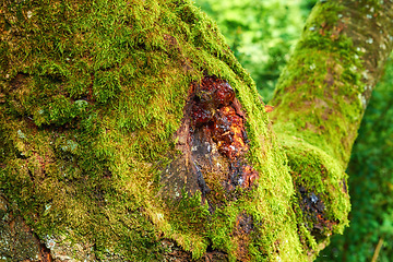 Image showing Denmark nature, countryside and environment. Nature in the Kingdom of Denmark.