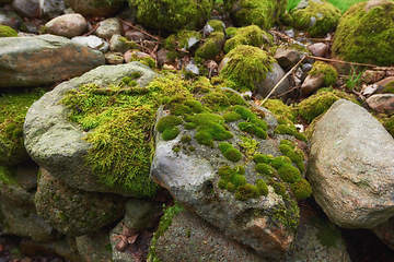 Image showing Denmark nature, countryside and environment. Nature in the Kingdom of Denmark.