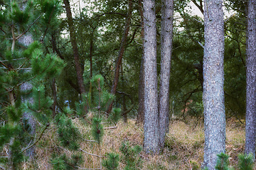 Image showing Denmark nature, countryside and environment. Nature in the Kingdom of Denmark.