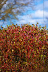 Image showing Denmark nature, countryside and environment. Nature in the Kingdom of Denmark.