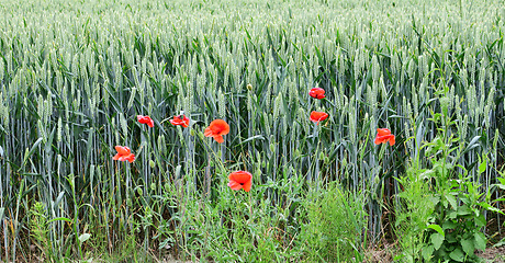 Image showing Denmark nature, countryside and environment. Nature in the Kingdom of Denmark.