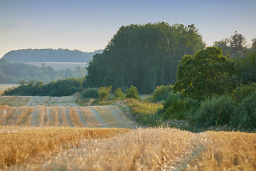 Image showing Denmark nature, countryside and environment. Nature in the Kingdom of Denmark.