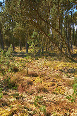 Image showing Denmark nature, countryside and environment. Nature in the Kingdom of Denmark.