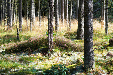 Image showing Denmark nature, countryside and environment. Nature in the Kingdom of Denmark.