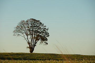 Image showing Denmark nature, countryside and environment. Nature in the Kingdom of Denmark.