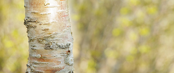 Image showing Denmark nature, countryside and environment. Nature in the Kingdom of Denmark.