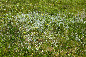 Image showing Denmark nature, countryside and environment. Nature in the Kingdom of Denmark.