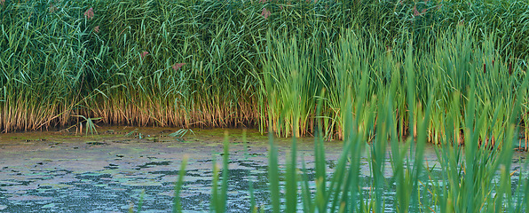 Image showing Denmark nature, countryside and environment. Nature in the Kingdom of Denmark.