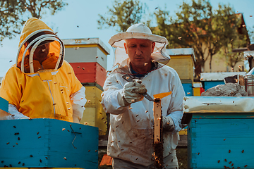 Image showing Beekeepers checking honey on the beehive frame in the field. Small business owners on apiary. Natural healthy food produceris working with bees and beehives on the apiary.