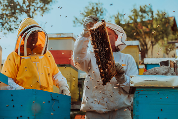 Image showing Beekeepers checking honey on the beehive frame in the field. Small business owners on apiary. Natural healthy food produceris working with bees and beehives on the apiary.