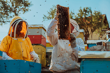 Image showing Beekeepers checking honey on the beehive frame in the field. Small business owners on apiary. Natural healthy food produceris working with bees and beehives on the apiary.